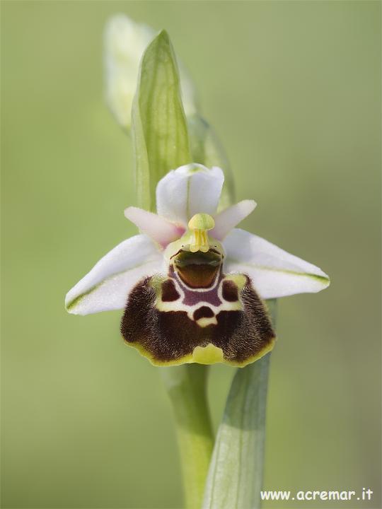 Orchis ustulata, Op. fusca, Op. fuciflora